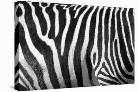 Photo Of A Zebra Texture Black And White-Pavelmidi-Stretched Canvas