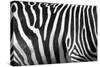 Photo Of A Zebra Texture Black And White-Pavelmidi-Stretched Canvas