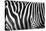 Photo Of A Zebra Texture Black And White-Pavelmidi-Stretched Canvas