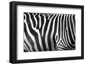 Photo Of A Zebra Texture Black And White-Pavelmidi-Framed Photographic Print
