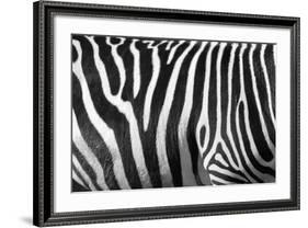 Photo Of A Zebra Texture Black And White-Pavelmidi-Framed Photographic Print