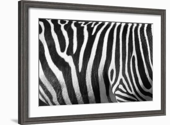 Photo Of A Zebra Texture Black And White-Pavelmidi-Framed Photographic Print