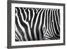 Photo Of A Zebra Texture Black And White-Pavelmidi-Framed Photographic Print