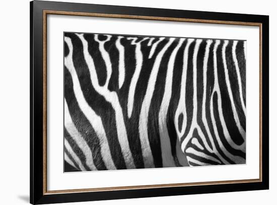 Photo Of A Zebra Texture Black And White-Pavelmidi-Framed Photographic Print