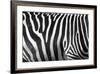 Photo Of A Zebra Texture Black And White-Pavelmidi-Framed Photographic Print