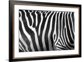 Photo Of A Zebra Texture Black And White-Pavelmidi-Framed Photographic Print