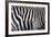 Photo Of A Zebra Texture Black And White-Pavelmidi-Framed Photographic Print