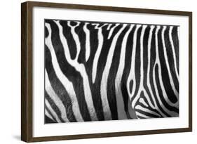 Photo Of A Zebra Texture Black And White-Pavelmidi-Framed Photographic Print