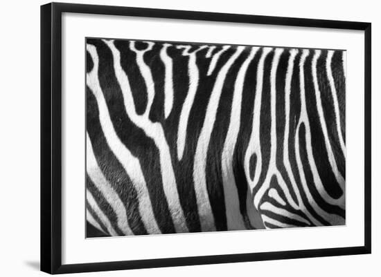 Photo Of A Zebra Texture Black And White-Pavelmidi-Framed Photographic Print