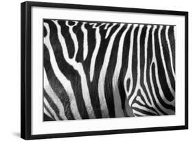 Photo Of A Zebra Texture Black And White-Pavelmidi-Framed Photographic Print