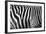 Photo Of A Zebra Texture Black And White-Pavelmidi-Framed Photographic Print