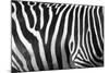 Photo Of A Zebra Texture Black And White-Pavelmidi-Mounted Photographic Print