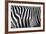 Photo Of A Zebra Texture Black And White-Pavelmidi-Framed Photographic Print