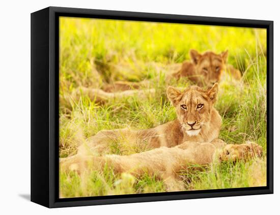 Photo of an African Lion Cubs , South Africa Safari, Kruger National Park Reserve, Wildlife Safari,-Anna Omelchenko-Framed Stretched Canvas