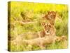 Photo of an African Lion Cubs , South Africa Safari, Kruger National Park Reserve, Wildlife Safari,-Anna Omelchenko-Stretched Canvas
