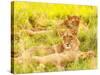 Photo of an African Lion Cubs , South Africa Safari, Kruger National Park Reserve, Wildlife Safari,-Anna Omelchenko-Stretched Canvas