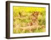 Photo of an African Lion Cubs , South Africa Safari, Kruger National Park Reserve, Wildlife Safari,-Anna Omelchenko-Framed Photographic Print