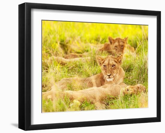 Photo of an African Lion Cubs , South Africa Safari, Kruger National Park Reserve, Wildlife Safari,-Anna Omelchenko-Framed Photographic Print