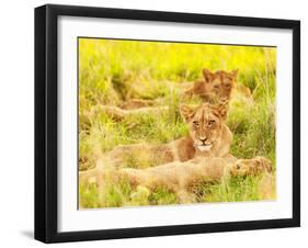 Photo of an African Lion Cubs , South Africa Safari, Kruger National Park Reserve, Wildlife Safari,-Anna Omelchenko-Framed Photographic Print