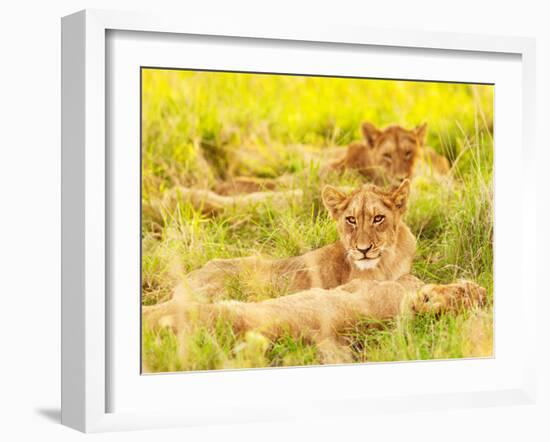 Photo of an African Lion Cubs , South Africa Safari, Kruger National Park Reserve, Wildlife Safari,-Anna Omelchenko-Framed Photographic Print