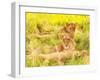 Photo of an African Lion Cubs , South Africa Safari, Kruger National Park Reserve, Wildlife Safari,-Anna Omelchenko-Framed Photographic Print