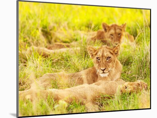 Photo of an African Lion Cubs , South Africa Safari, Kruger National Park Reserve, Wildlife Safari,-Anna Omelchenko-Mounted Photographic Print