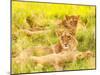 Photo of an African Lion Cubs , South Africa Safari, Kruger National Park Reserve, Wildlife Safari,-Anna Omelchenko-Mounted Photographic Print
