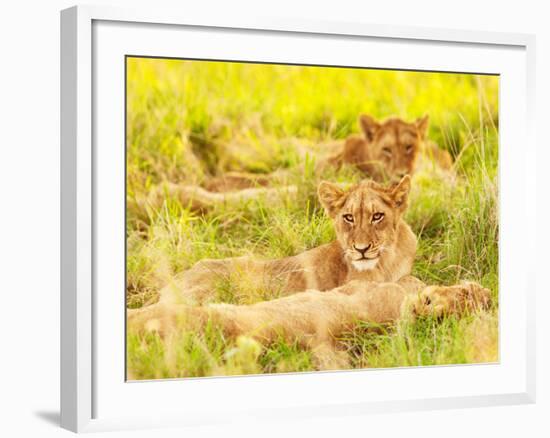 Photo of an African Lion Cubs , South Africa Safari, Kruger National Park Reserve, Wildlife Safari,-Anna Omelchenko-Framed Photographic Print