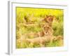 Photo of an African Lion Cubs , South Africa Safari, Kruger National Park Reserve, Wildlife Safari,-Anna Omelchenko-Framed Photographic Print