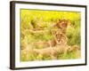 Photo of an African Lion Cubs , South Africa Safari, Kruger National Park Reserve, Wildlife Safari,-Anna Omelchenko-Framed Photographic Print