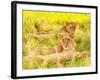 Photo of an African Lion Cubs , South Africa Safari, Kruger National Park Reserve, Wildlife Safari,-Anna Omelchenko-Framed Photographic Print