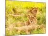 Photo of an African Lion Cubs , South Africa Safari, Kruger National Park Reserve, Wildlife Safari,-Anna Omelchenko-Mounted Photographic Print