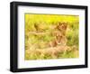 Photo of an African Lion Cubs , South Africa Safari, Kruger National Park Reserve, Wildlife Safari,-Anna Omelchenko-Framed Photographic Print