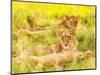 Photo of an African Lion Cubs , South Africa Safari, Kruger National Park Reserve, Wildlife Safari,-Anna Omelchenko-Mounted Photographic Print