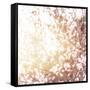 Photo of Beautiful Cherry Blossom-Anna Omelchenko-Framed Stretched Canvas