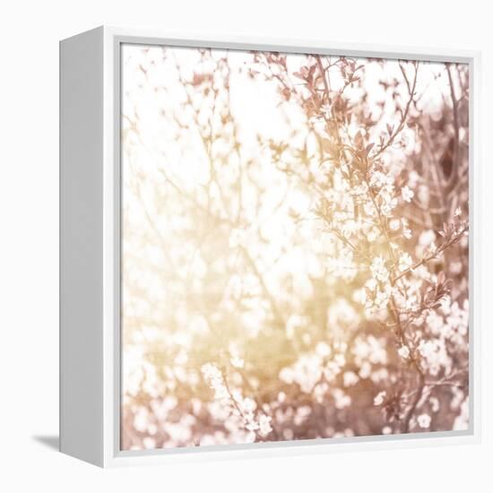 Photo of Beautiful Cherry Blossom-Anna Omelchenko-Framed Stretched Canvas