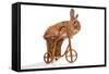 Photo Of Cute Brown Rabbit Riding Bike Isolated On White-PH.OK-Framed Stretched Canvas