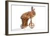 Photo Of Cute Brown Rabbit Riding Bike Isolated On White-PH.OK-Framed Photographic Print