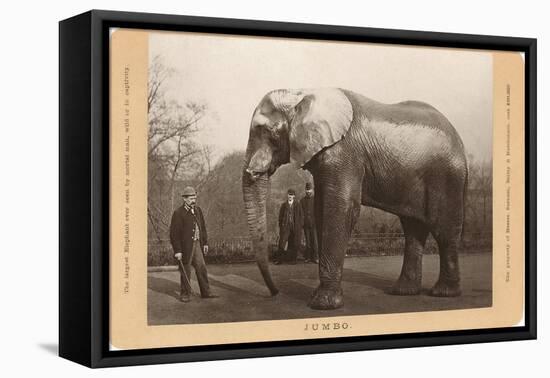 Photo of Jumbo the Elephant-null-Framed Stretched Canvas