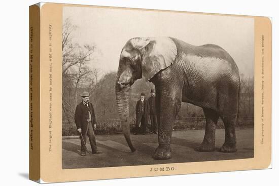 Photo of Jumbo the Elephant-null-Stretched Canvas