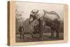 Photo of Jumbo the Elephant-null-Stretched Canvas