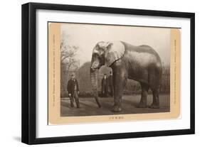 Photo of Jumbo the Elephant-null-Framed Art Print