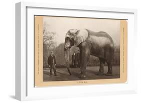 Photo of Jumbo the Elephant-null-Framed Art Print