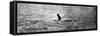 Photo of the Loch Ness Monster?-null-Framed Stretched Canvas