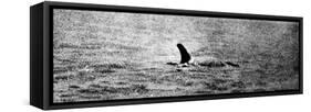 Photo of the Loch Ness Monster?-null-Framed Stretched Canvas