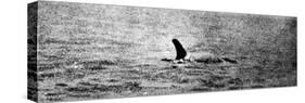 Photo of the Loch Ness Monster?-null-Stretched Canvas