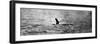 Photo of the Loch Ness Monster?-null-Framed Photographic Print