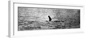 Photo of the Loch Ness Monster?-null-Framed Photographic Print