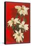 Photo of White Poinsettias-null-Framed Stretched Canvas