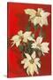 Photo of White Poinsettias-null-Stretched Canvas